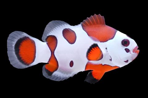 Orange Storm Clownfish