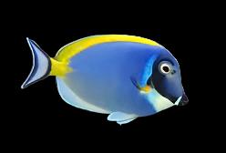 Powder Blue Tang