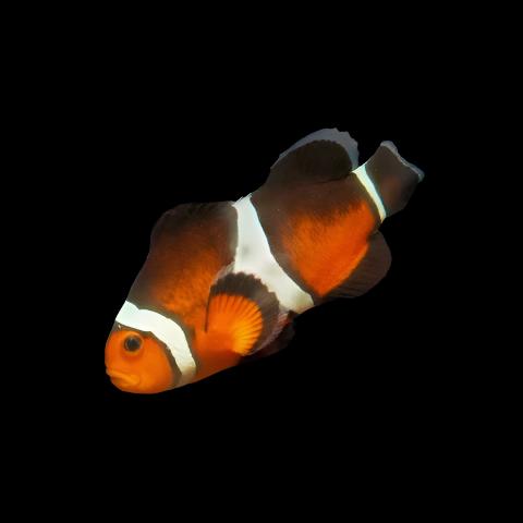 Premium Mocha Gladiator/DaVinci Clownfish