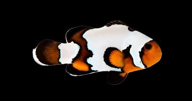 Premium Black Ice Clownfish