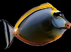 Blonde Naso Tang