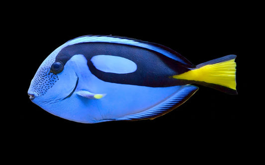 Blue Hippo Tang