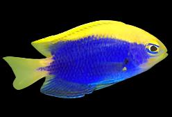 Starcki Damselfish