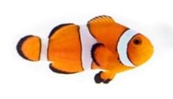 Ocelllaris Clownfish