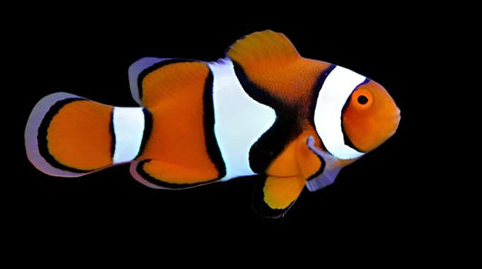 Percula Clownfish