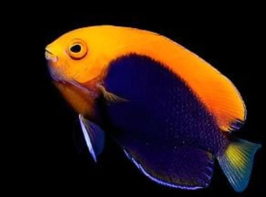 Flameback Dwarf Angelfish