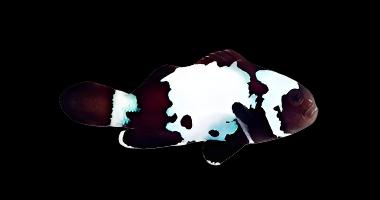 Black Snowflake Clownfish