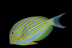 Clown Tang