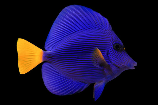 Purple Tang