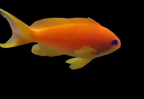 Orange (blue eye) Anthias Female