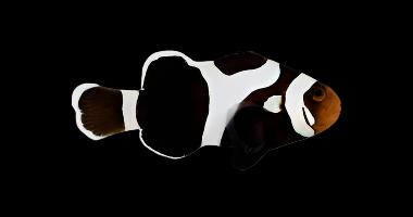 Black Gladiator/DaVinci Clownfish