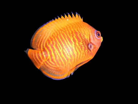 Golden Dwarf Angelfish