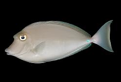 Unicorn Tang