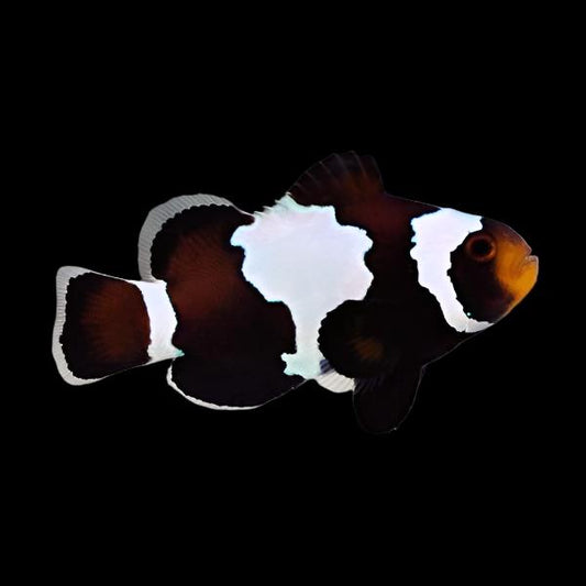 Black Snowflake Clownfish