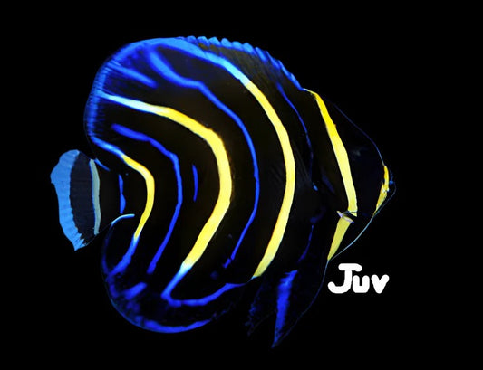 Cortez Angelfish