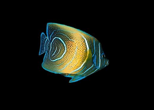 Koran Angelfish (changing)