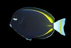 Gold Rim Tang