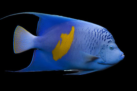 Maculosus Angelfish