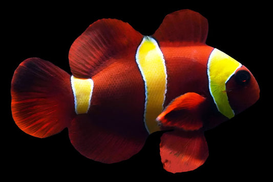 Gold Stripe Maroon Clownfish