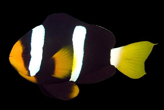 Black Clarkii Clownfish