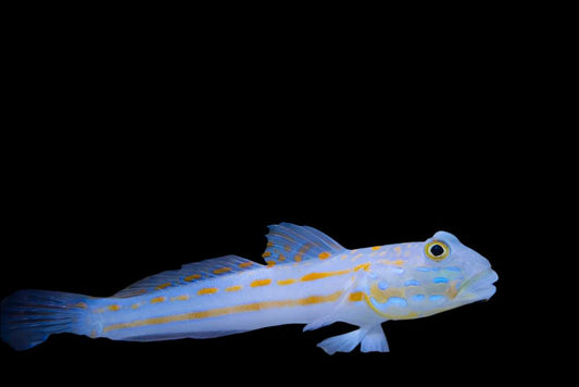 Diamond Goby