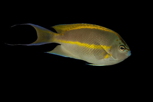 Bellus Angelfish Male