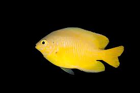 Yellow Damselfish
