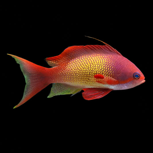 Orange (blue eye) Anthias Male