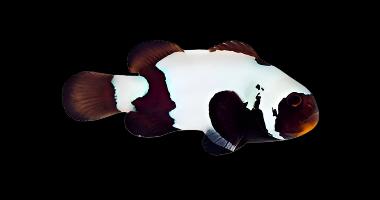 Premium Black Snowflake Clownfish