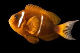 Oman Clownfish