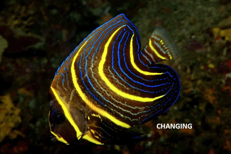 Cortez Angelfish