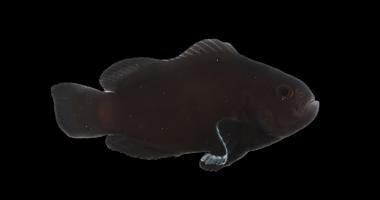 Midnight Clownfish