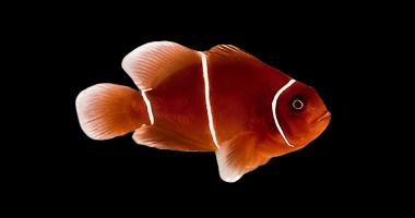 White Stripe Maroon Clownfish