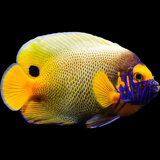 Blueface Angelfish