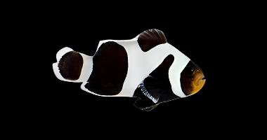 Premium Black Gladiator/DaVinci Clownfish