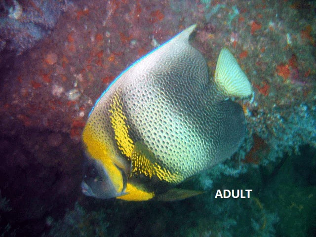 Cortez Angelfish