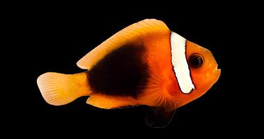 Cinnamon Clownfish