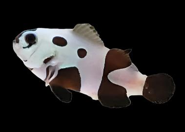 Super Storm Ocellaris Clownfish