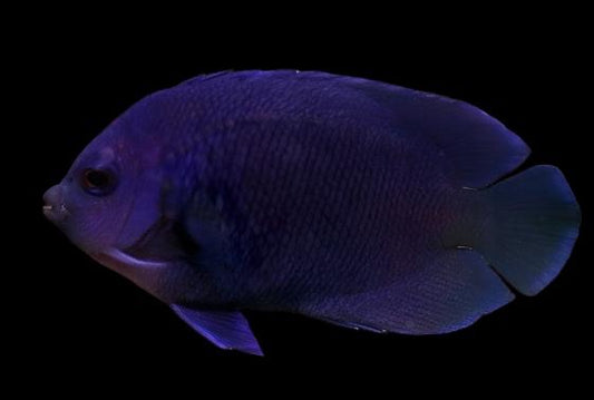 Debs (Blue Velvet) Angelfish