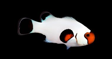 Wyoming White Clownfish