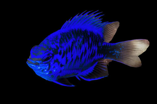 Springeri Damselfish
