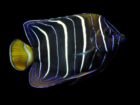 Chrysurus Angelfish