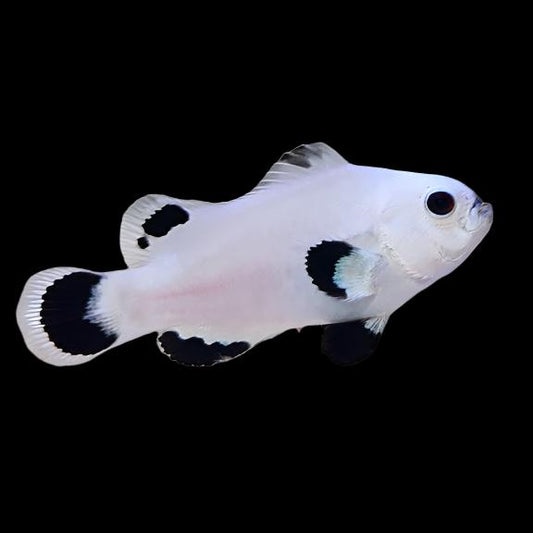 Snow Storm Ocellaris Clownfish