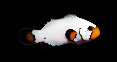 Flurry Clownfish