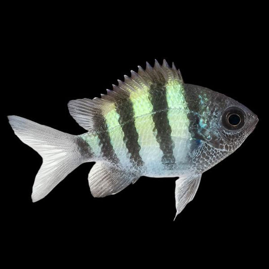 Sergeant Major Damselfish