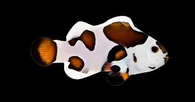 Mocha Storm Ocellaris Clownfish