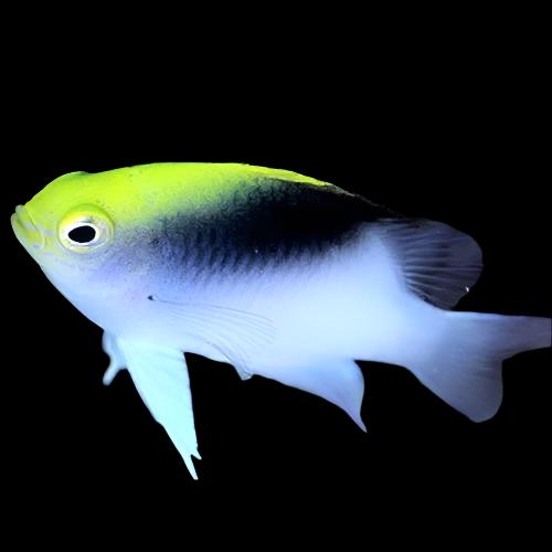 Roland Damselfish