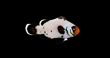 Premium frostbite Clownfish