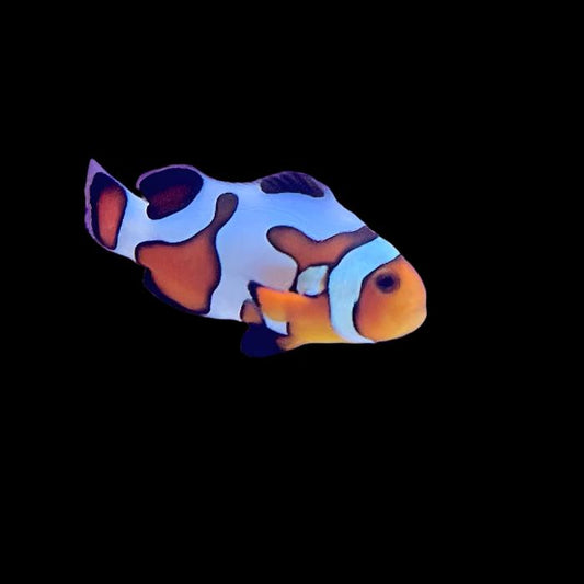 Premium Gladiator/DaVinci Clownfish