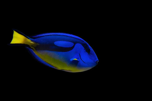 Yellow Belly Blue Hippo Tang